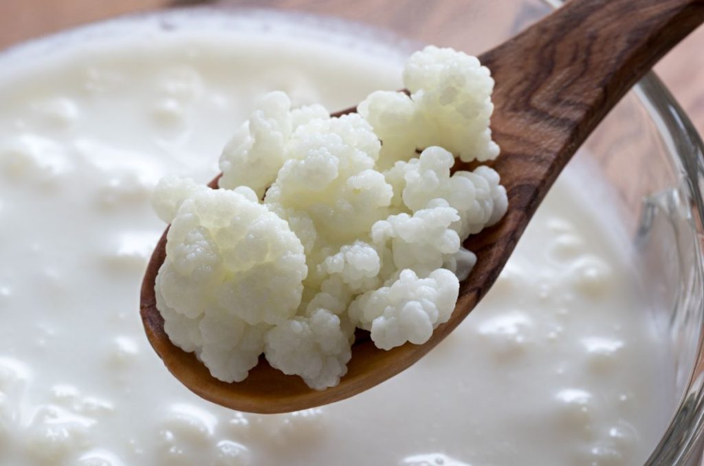 Kefir grains on a wooden spoon above a glass bowl of kefir.