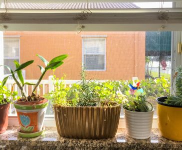 Herbs in pots sitting on window seal of apartment.