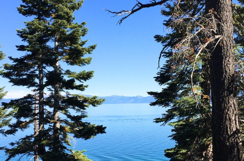 clear blue lake looking through two green pine trees with mountains in the background