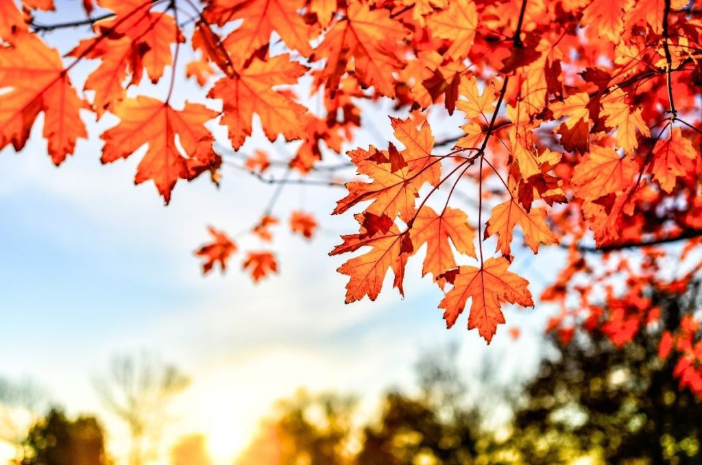 redish-orange leaves on a tree with the sun rising in the background