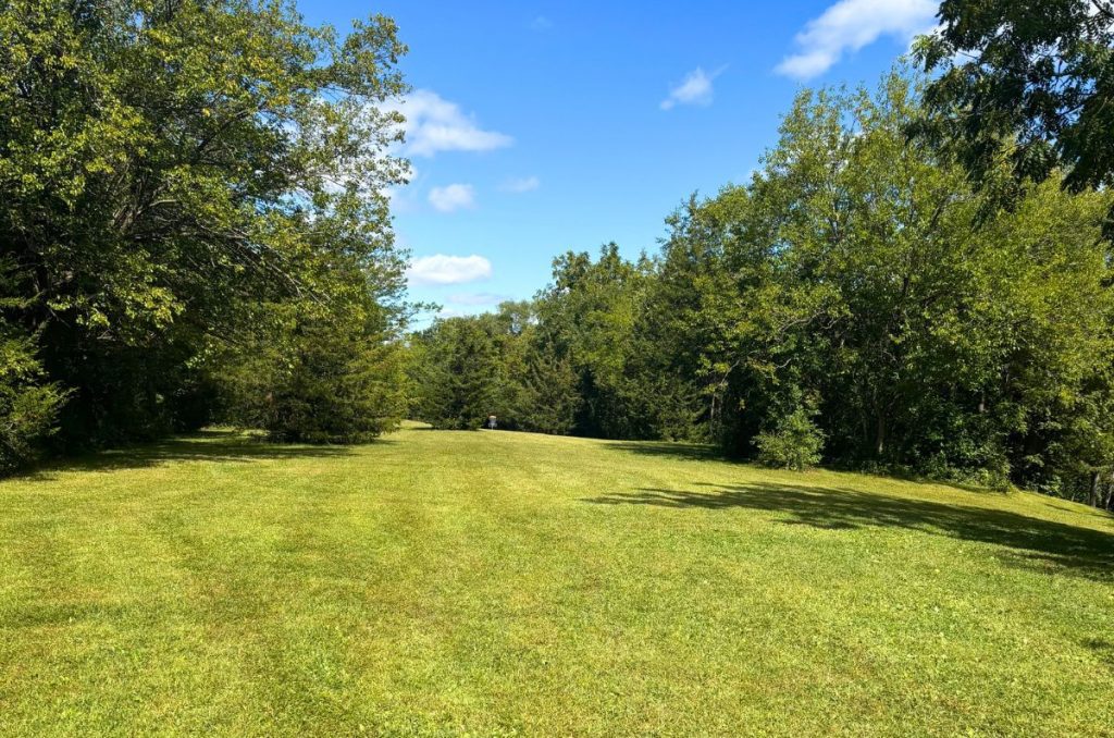 green alley with trees and grass on a sunny summer day with a couple of clouds in the sky