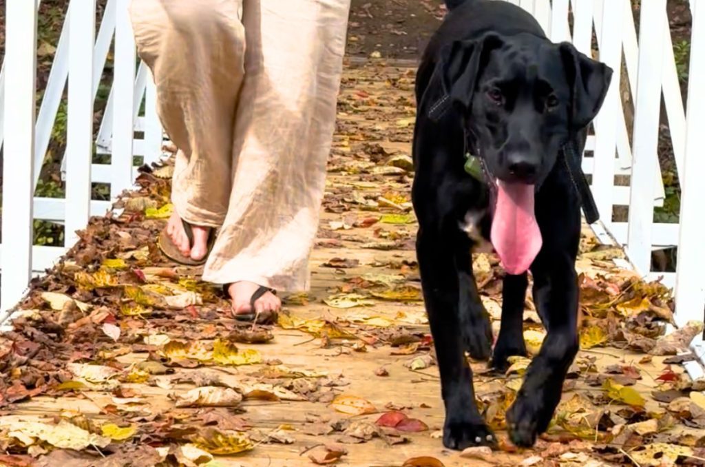 woman's legs wearing white pants walking next to a black dog on a white foot bridge covered with fallen leaves