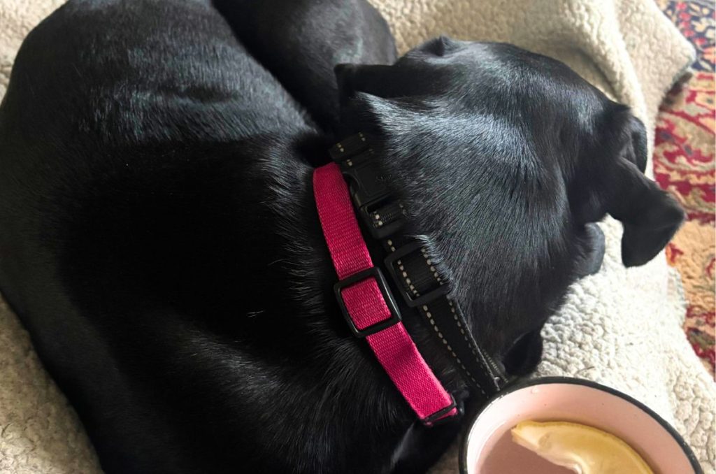 black dog curled up on a soft white blanket on top of a woman's leg with the women holding a pink mug of warm tea with lemon