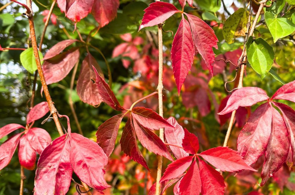 red leaves just beginning to change on a tree at the beginning of fall with green tree leaves in the background
