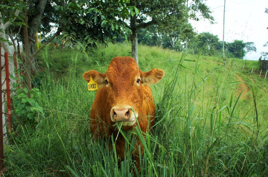 slow food regeneratively raised brown cow standing in tall grass eating