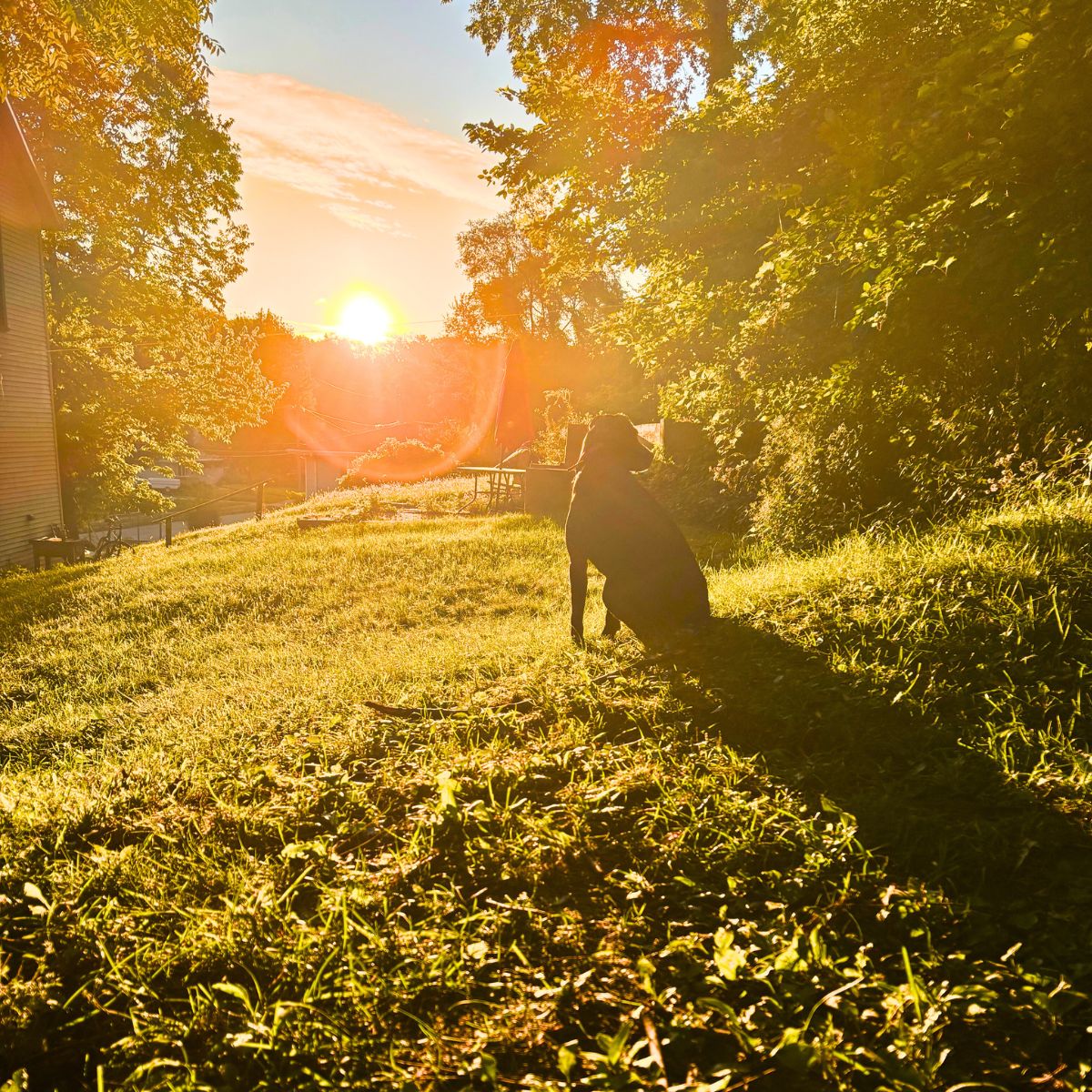 black Labrador dog sitting in the grass as the sun is rising over the trees