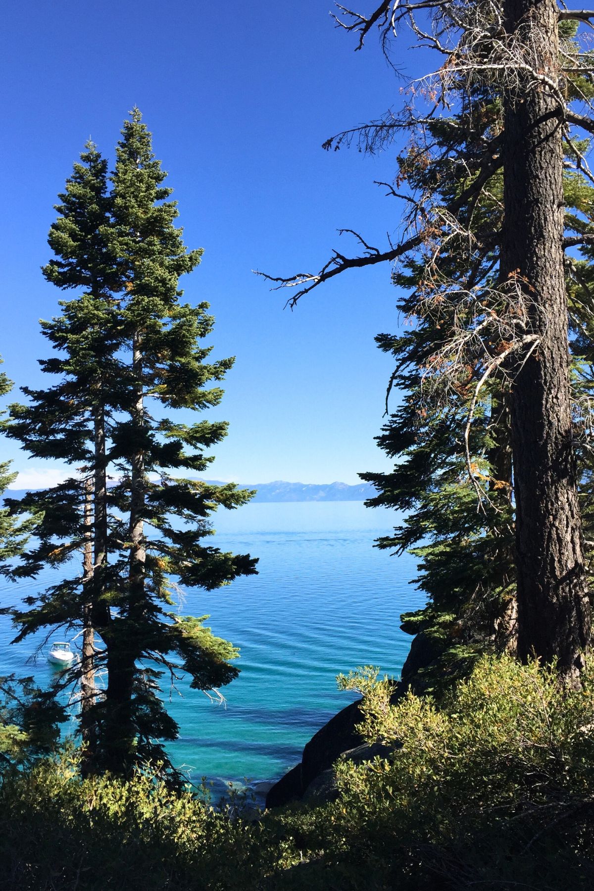 blue water between pine trees over looking the mountains