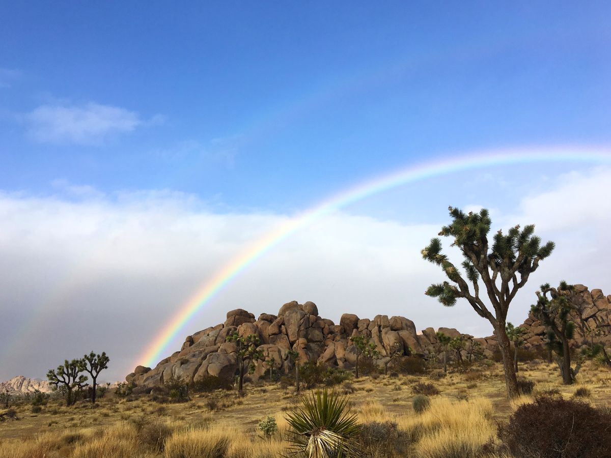 double rainbow over a Joshua tree in Joshua Tree National Park