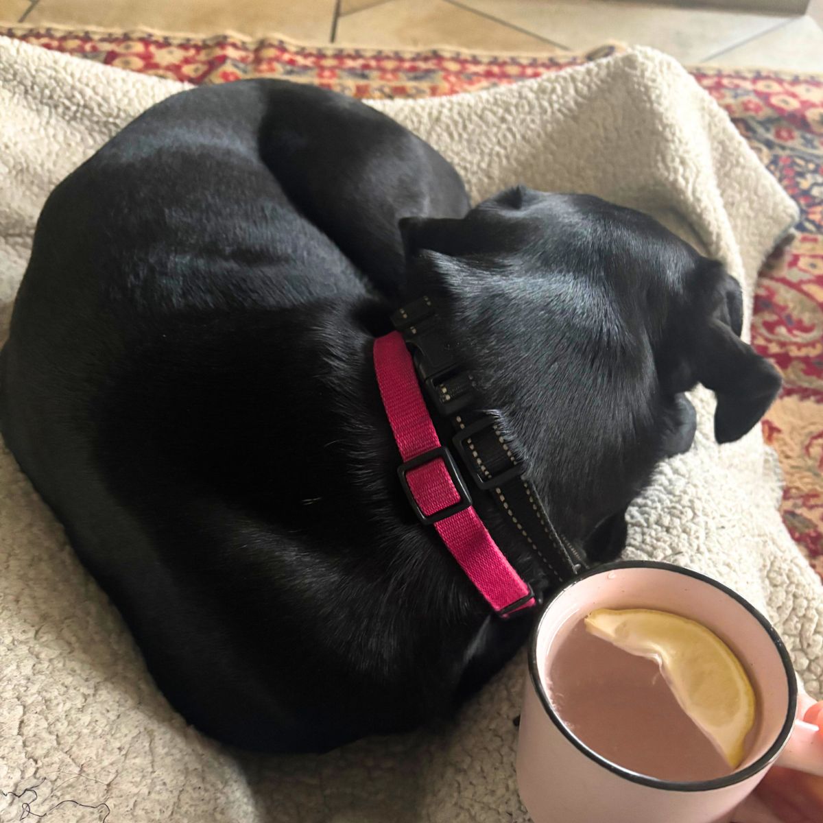 black lab curled up on a blanket on a woman's lap woman has a mug of warm lemon water in hand