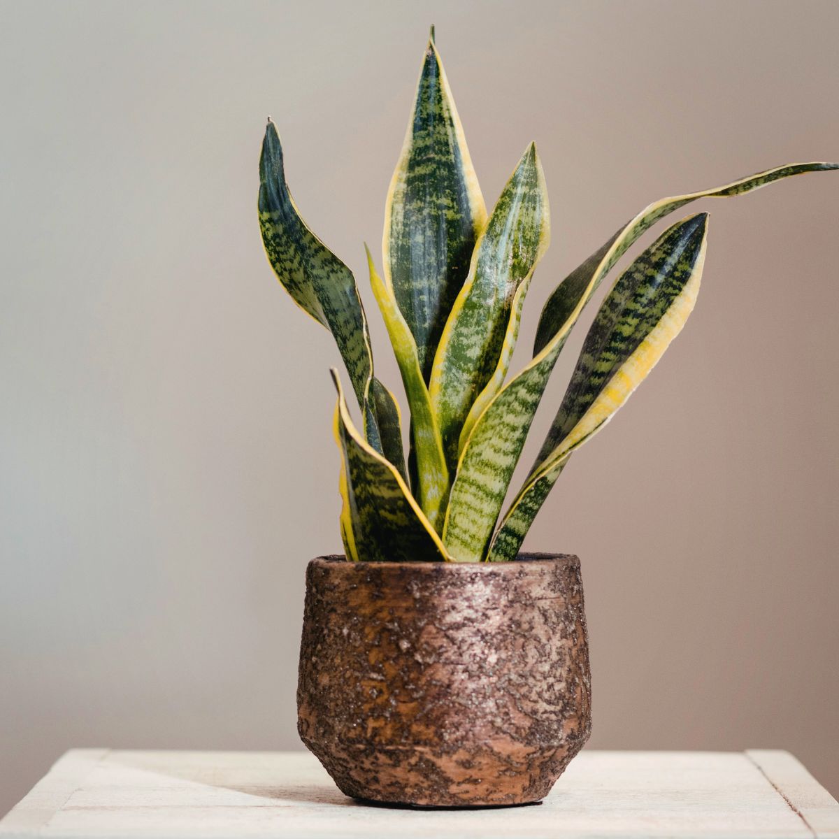 snake plant in a bronze pot holder sitting on top of a wooden end table