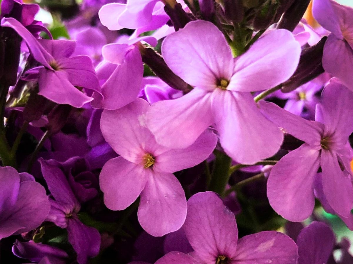 bouquet of small purple flowers