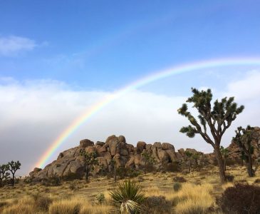 Joshua tree with a double rainbow arching over top of it