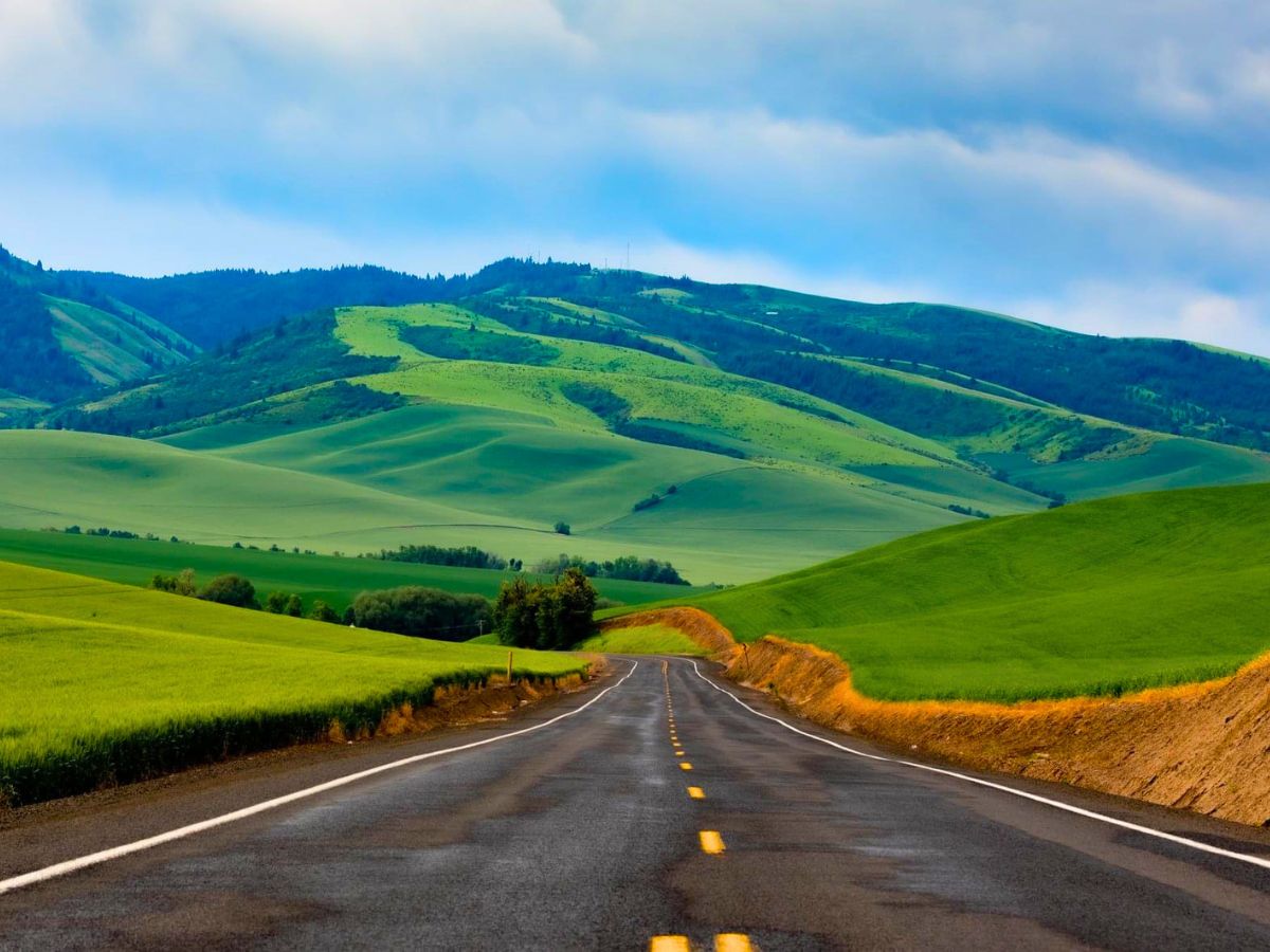 road running through grassy hills with pine trees