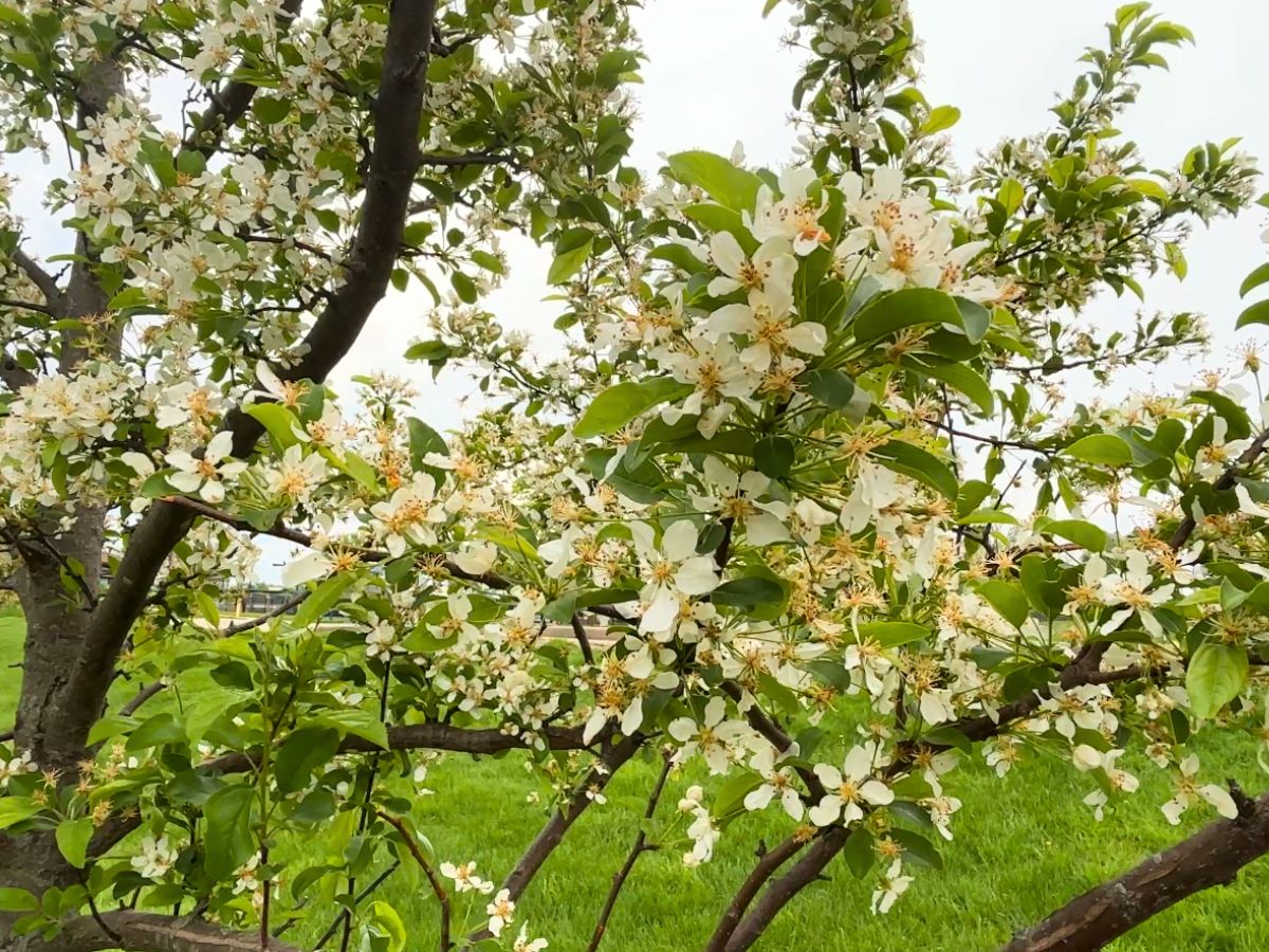 white flowers blooming in a tree