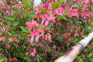 pink flowers blooming in a bush above a metal fence