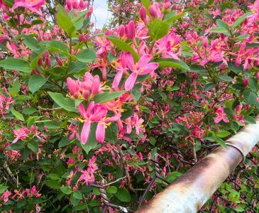 pink flowers blooming in a bush above a metal fence