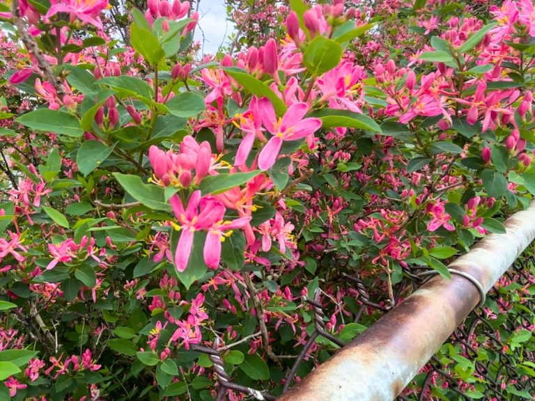 pink flowers blooming in a bush above a metal fence