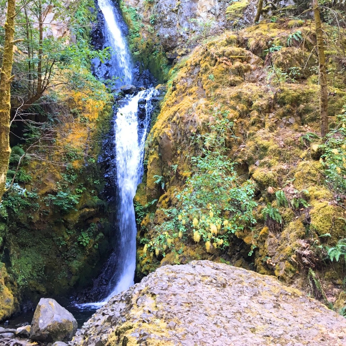 long skinny waterfall gently rushing through the evergreen mountains